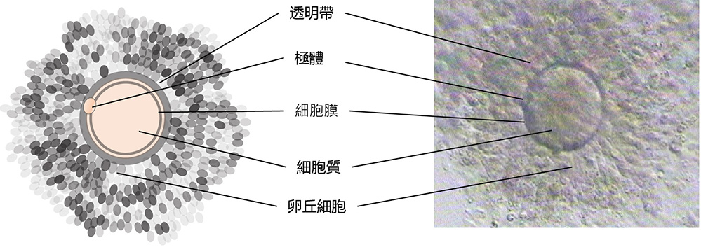 FovUBf7Ae6MTMd4624bWpyOLdar_